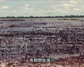 美国纪录片《国家地理：21世纪鲨鱼 National Geographic 21st Century Shark》高清下载-八六三纪录片资源网