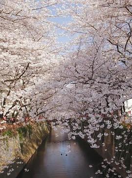 日本纪录片《樱花 Cherry Blossoms Romance Spring In Japan》高清下载-八六三纪录片资源网