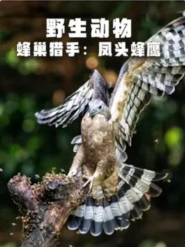 野生动物:蜂巢猎手 - 凤头蜂鹰 WILDLIFE Hive Hunters-Oriental Honey Buzzards的海报
