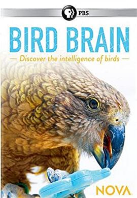英国，奥地利纪录片《揭秘鸟类大脑 Bird Brain》高清下载-八六三纪录片资源网