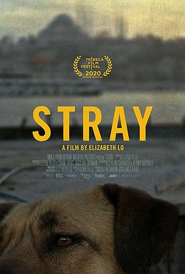 美国纪录片《在迷途 Stray》高清下载-八六三纪录片资源网