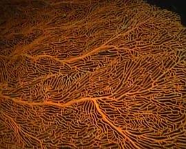 美国纪录片《大堡礁 Australia's Great Barrier Reef》高清下载-八六三纪录片资源网