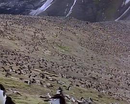 美国纪录片《国家地理：南极冰原 Antarctic Wildlife Adventure》高清下载-八六三纪录片资源网