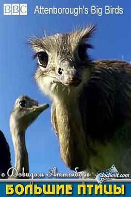 英国纪录片《大鸟 Natural World: Attenborough’s Big Birds》高清下载-八六三纪录片资源网