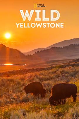 野性黄石公园 Wild Yellowstone的海报