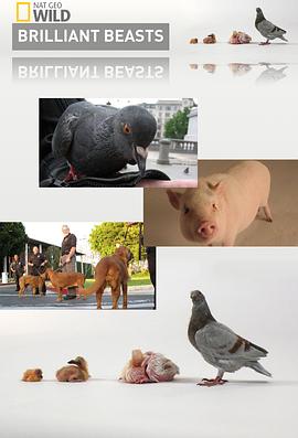 美国纪录片《国家地理.动物天才.狗 National Geographic Brilliant Beasts Dog Genius》高清下载-八六三纪录片资源网