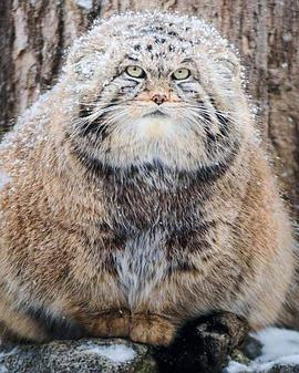日本纪录片《草原猎手兔狲 Wildlife Instincts: Pallas's Cat – Master of the Plains》高清下载-八六三纪录片资源网