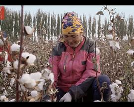 中国大陆纪录片《采棉时节》高清下载-八六三纪录片资源网
