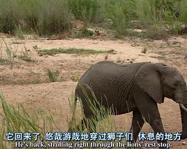 美国纪录片《探索频道： 非洲超级七兽 Africa's Super Seven (Discovery)》高清下载-八六三纪录片资源网