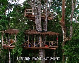 英国纪录片《树冠上的生活 Life in the canopy》高清下载-八六三纪录片资源网